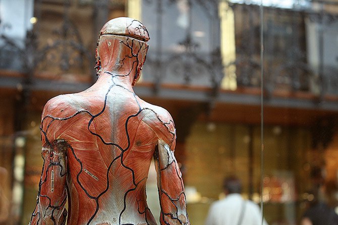 Musée-Histoire-de-la-Médecine